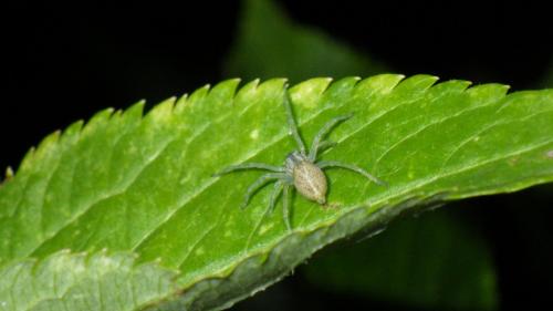 Cheiracanthium sp.